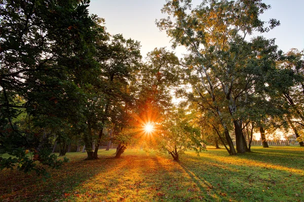 Na podzim park s slunce a strom — Stock fotografie