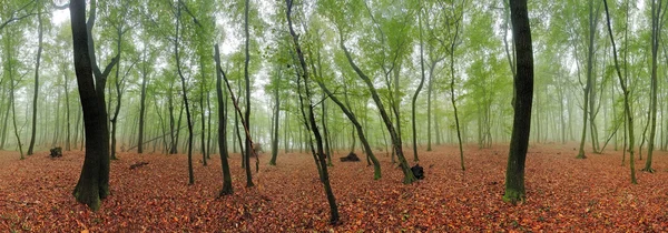 Bosco di primavera 360 panorama a nebbia — Foto Stock