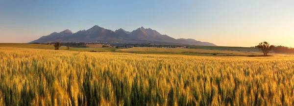 Tarweveld met pad onder Tatra — Stockfoto