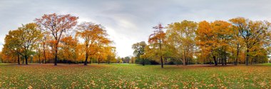 360 derece orman sonbahar panorama