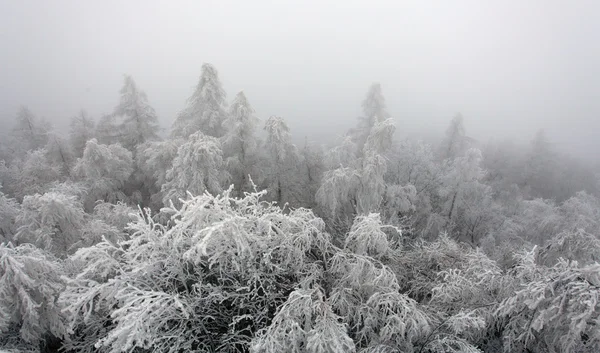 Foresta invernale nebbia — Foto Stock