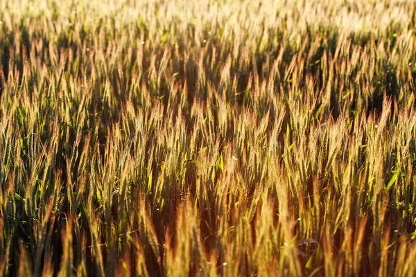 Campo de trigo — Fotografia de Stock