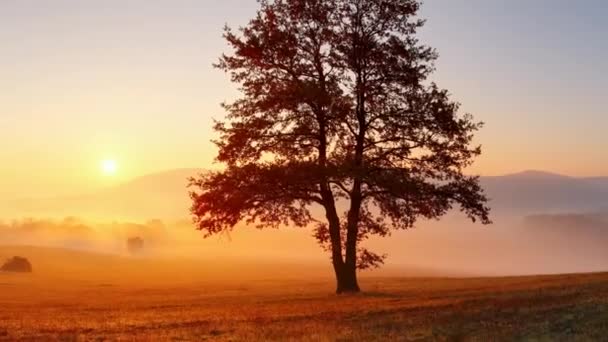 Tree and sun landscape meadow, rural scene — Stock Video