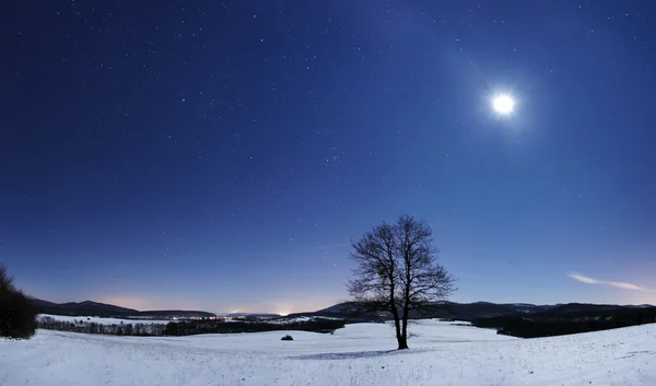 Tree panorama på vinternatten — Stockfoto