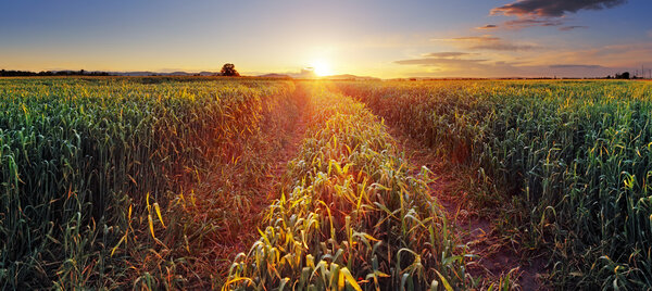 Rural countryside with wheat field and sun