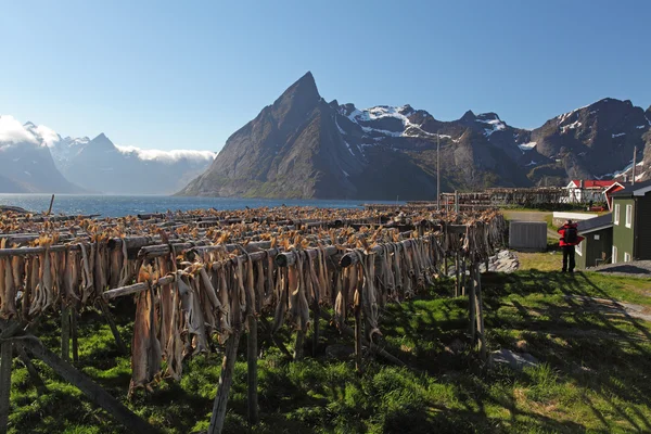 Gedroogde kabeljauw — Stockfoto