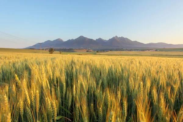 Campo de trigo con camino bajo Tatras — Foto de Stock