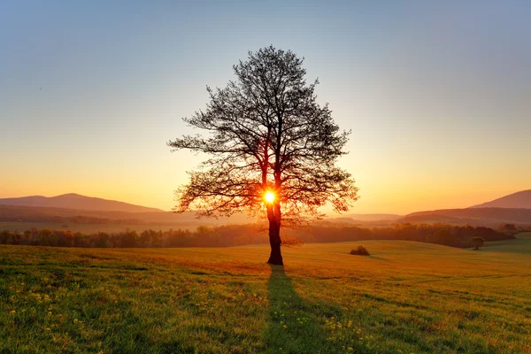 Paysage printanier avec arbre et soleil — Photo