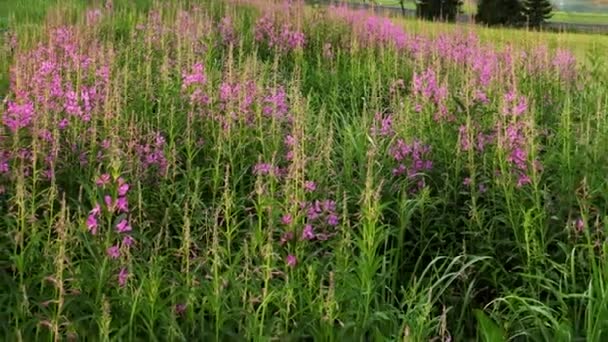 Bellezza panorama montano con fiori - Slovacchia movimento — Video Stock