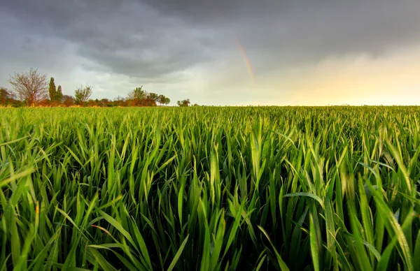 Green wheat field at sunset with sun — Stock Photo, Image