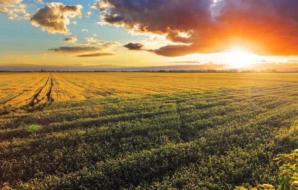 Campo con espigas de oro de trigo en la puesta del sol —  Fotos de Stock