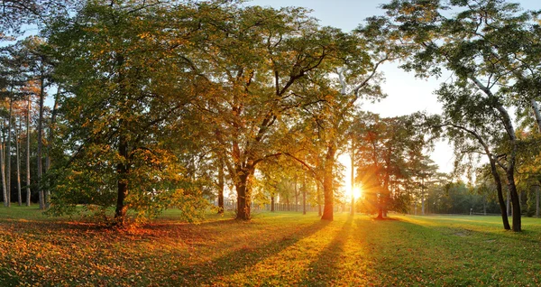 Πανόραμα της καλοκαίρι - φθινόπωρο δέντρο στο δασικό πάρκο — Φωτογραφία Αρχείου