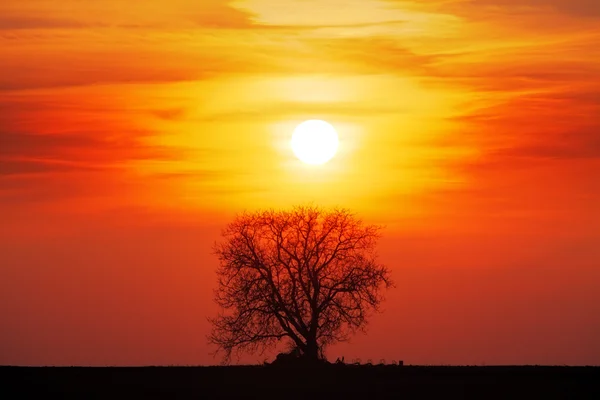 Silhouette d'arbre avec soleil et ciel jaune orange rouge — Photo