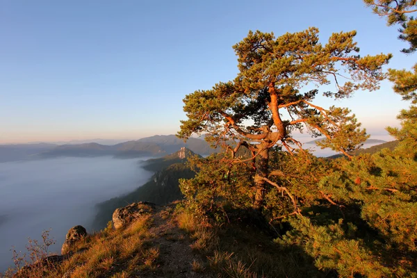 Drzewo sosny na szczyt i mgła — Zdjęcie stockowe