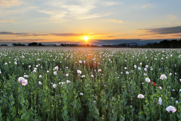 ケシの花の草原 — ストック写真