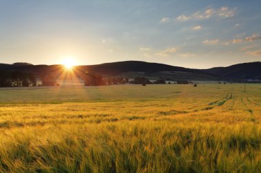 Buğday alan güneş ve dağ ile