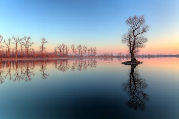Lago com árvore ao nascer do sol, Eslováquia — Fotografia de Stock