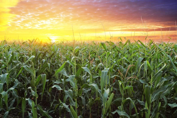 Corn field at sunset — Stock Photo, Image