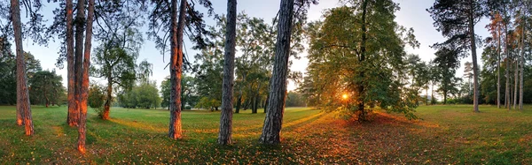 Panoramic view of forest, 360 degree — Stock Photo, Image