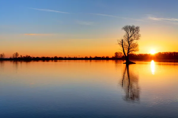 Sun and tree in lake — Stock Photo, Image