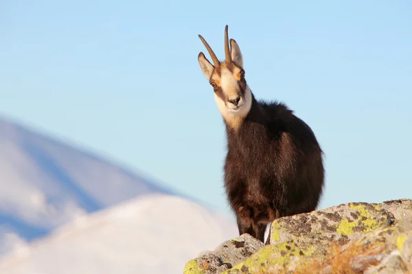 羚羊-羚羊、 上塔特拉山 — 图库照片