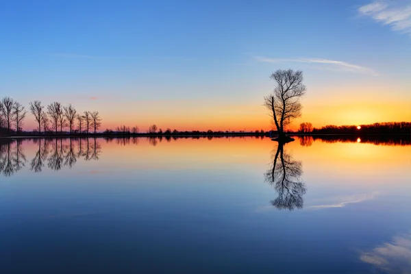 Árvore e sol no lago nascer do sol — Fotografia de Stock