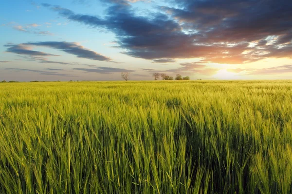 Groen veld bij zonsondergang — Stockfoto