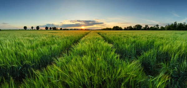 Sunset over wheat field with path — Stock Photo, Image