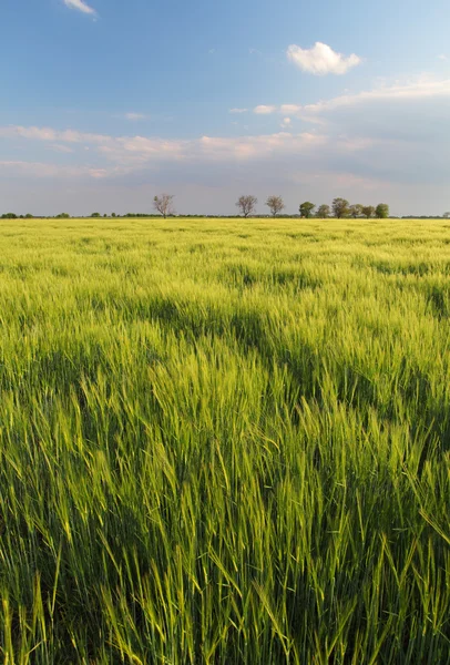 Campo di grano - orzo — Foto Stock