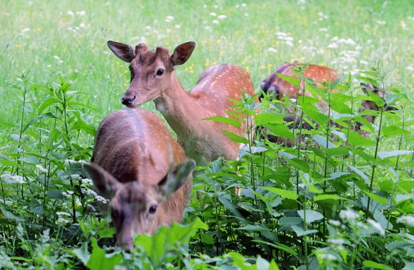 Whitetail 사슴 암컷과 늦은 저녁에 beanfield 새끼 사슴 — 스톡 사진