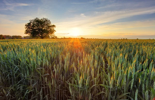 Boom bij zonsondergang op tarweveld — Stockfoto