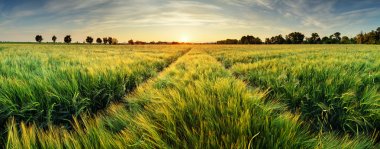 Gün batımında buğday tarlası olan kırsal alan