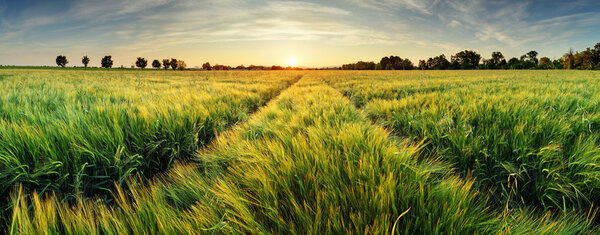Rural landscape with wheat field on sunset