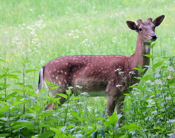 Whitetail 사슴 암컷과 늦은 저녁에 beanfield 새끼 사슴 — 스톡 사진