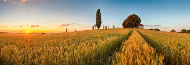 Summer wheat field panorama countryside, Agriculture clipart