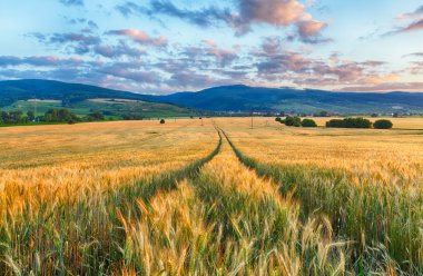 Agriculture - Wheat field 