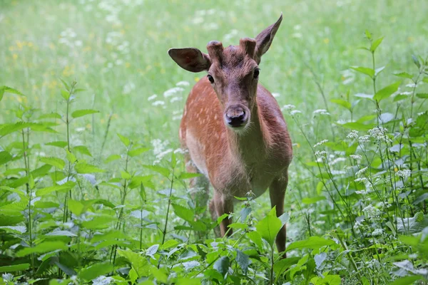 Whitetail 사슴 암컷과 늦은 저녁에 beanfield 새끼 사슴 — 스톡 사진