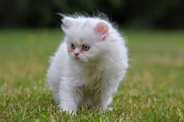 Jovem gato persa, verde ao ar livre — Fotografia de Stock