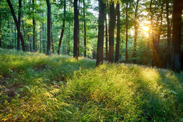Зелений ліс з сонцем і променями — стокове фото