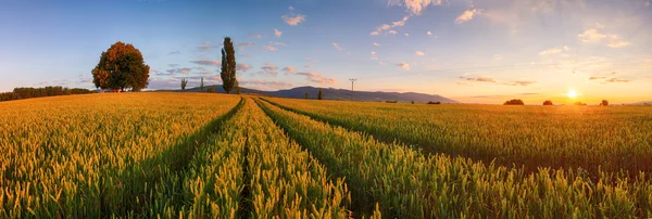 Pôr do sol sobre campo de trigo . — Fotografia de Stock