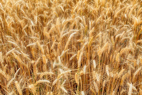 Wheat, detail — Stock Photo, Image