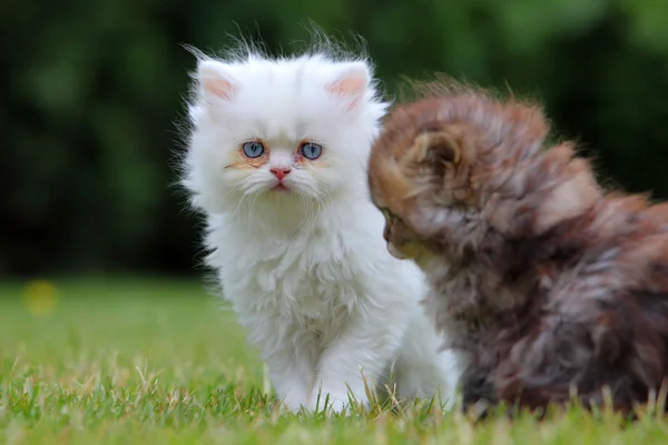 Junge Katze, grün im Freien — Stockfoto