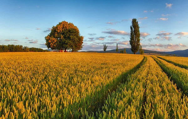 Campo de trigo con capilla en Eslovaquia — Foto de Stock