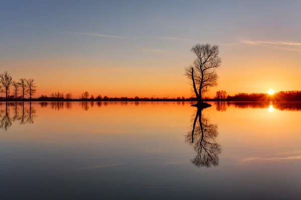 Boom silhouet bij zonsondergang in lake — Stockfoto