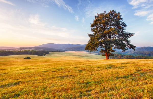 Lente landschap met boom en de zon — Stockfoto
