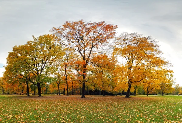 Foresta autunnale in parco, Bratislava — Foto Stock