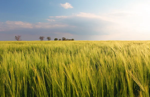 Pšeničné pole - ječmen — Stock fotografie