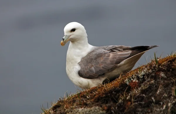 Gaviota —  Fotos de Stock