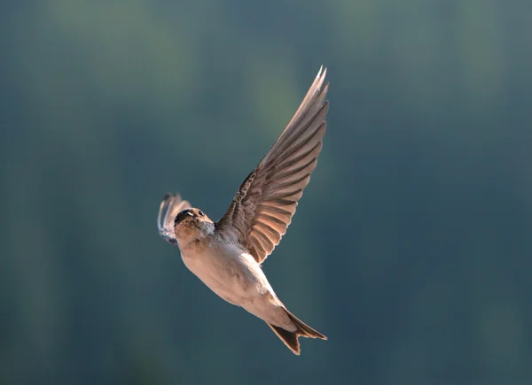 Oiseau, avale en volant — Photo