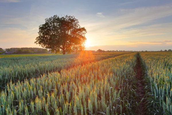 Weizenfeld bei Sonnenuntergang — Stockfoto